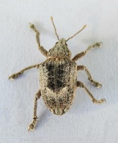 Oxyops vitiosus by (c) jimeckert49, some rights reserved (CC BY). Used under a CC-BY license.