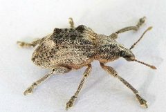 Oxyops vitiosus by (c) jimeckert49, some rights reserved (CC BY). Used under a CC-BY license.
