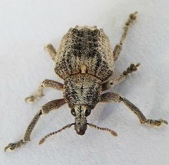 Oxyops vitiosus by (c) jimeckert49, some rights reserved (CC BY). Used under a CC-BY license.