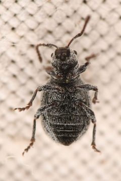 Agronus carri by (c) Trevor Van Loon, some rights reserved (CC BY), uploaded by Trevor Van Loon. Used under a CC-BY license.