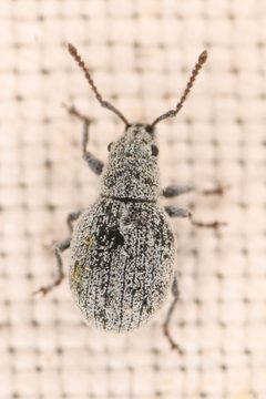 Agronus carri by (c) Trevor Van Loon, some rights reserved (CC BY), uploaded by Trevor Van Loon. Used under a CC-BY license.