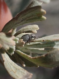 Agronus carri by no rights reserved, uploaded by Julia Carr. Used under a CC0 license.