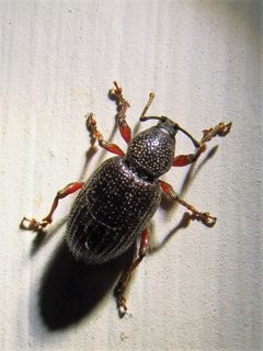 Otiorhynchus cribricollis by (c) Annika Lindqvist, some rights reserved (CC BY), uploaded by Annika Lindqvist. Used under a CC-BY license.