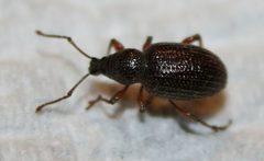 Otiorhynchus cribricollis by (c) Rebecca Ray, some rights reserved (CC BY), uploaded by Rebecca Ray. Used under a CC-BY license.