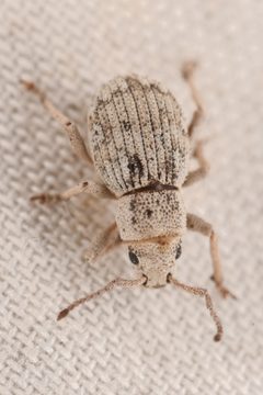 Aragnomus griseus by (c) Trevor Van Loon, some rights reserved (CC BY), uploaded by Trevor Van Loon. Used under a CC-BY license.