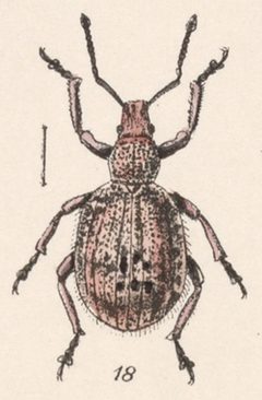 Thricolepis by (c) Biologia Centrali-Americana, some rights reserved (CC BY). Used under a CC-BY license.