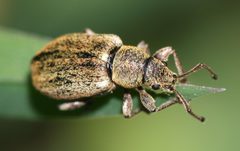Phyllobius by (c) portioid, some rights reserved (CC BY), uploaded by portioid. Used under a CC-BY license.