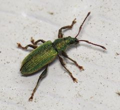 Phyllobius intrusus by (c) Nick Block, some rights reserved (CC BY), uploaded by Nick Block. Used under a CC-BY license.