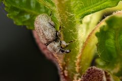 Cercopedius artemisiae by (c) Pete Lypkie, some rights reserved (CC BY), uploaded by Pete Lypkie. Used under a CC-BY license.