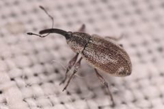 Epimechus by (c) Trevor Van Loon, some rights reserved (CC BY), uploaded by Trevor Van Loon. Used under a CC-BY license.
