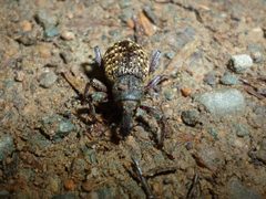 Hylobius pinicola by (c) Even Dankowicz, some rights reserved (CC BY), uploaded by Even Dankowicz. Used under a CC-BY license.