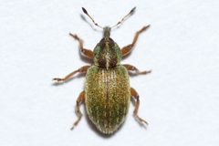 Hypera nigrirostris by (c) Owen Strickland, some rights reserved (CC BY), uploaded by Owen Strickland. Used under a CC-BY license.