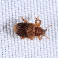 Lignyodes fraxini by (c) Joshua Ebright, some rights reserved (CC BY), uploaded by Joshua Ebright. Used under a CC-BY license.