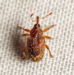 Lignyodes horridulus by (c) Justin Williams, some rights reserved (CC BY), uploaded by Justin Williams. Used under a CC-BY license.
