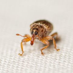 Lignyodes horridulus by (c) Justin Williams, some rights reserved (CC BY), uploaded by Justin Williams. Used under a CC-BY license.
