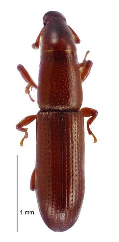 Macrorhyncolus by (c) Landcare Research New Zealand Ltd, some rights reserved (CC BY). Used under a CC-BY license.