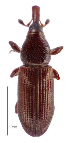 Macroscytalus by (c) Landcare Research New Zealand Ltd, some rights reserved (CC BY). Used under a CC-BY license.