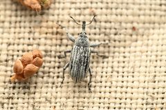 Magdalinops vittipennis by (c) Trevor Van Loon, some rights reserved (CC BY), uploaded by Trevor Van Loon. Used under a CC-BY license.