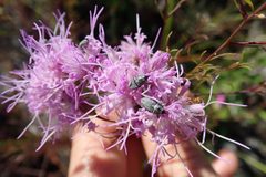 Odontocorynus larvatus by (c) Valerie Anderson, some rights reserved (CC BY), uploaded by Valerie Anderson. Used under a CC-BY license.