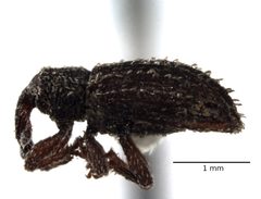 Orthochaetes setiger by (c) Samuel Brown, some rights reserved (CC BY), uploaded by Samuel Brown. Used under a CC-BY license.