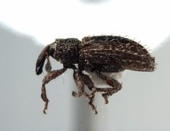 Orthochaetes setiger by (c) Samuel Brown, some rights reserved (CC BY), uploaded by Samuel Brown. Used under a CC-BY license.