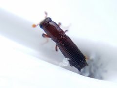 Oxoplatypus by (c) Tyler Bishop, some rights reserved (CC BY), uploaded by Tyler Bishop. Used under a CC-BY license.