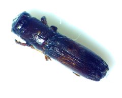 Oxoplatypus quadridentatus by no rights reserved, uploaded by Ken Kneidel. Used under a CC0 license.
