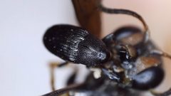Pseudobaris nigrina by (c) bdagley, some rights reserved (CC BY), uploaded by bdagley. Used under a CC-BY license.