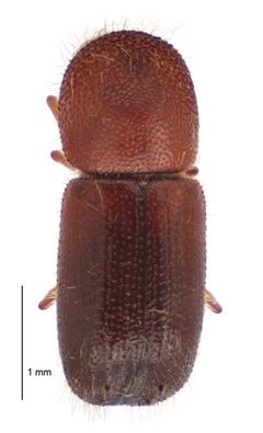 Ambrosiodmus by (c) Landcare Research New Zealand Ltd, some rights reserved (CC BY). Used under a CC-BY license.