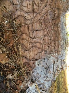 Dendroctonus brevicomis by (c) Josh Neubrand, some rights reserved (CC BY). Used under a CC-BY license.