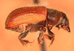 Dendroctonus murrayanae by (c)
Javier E. Mercado, some rights reserved (CC BY). Used under a CC-BY license.