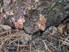 Dendroctonus valens by no rights reserved, uploaded by cgmayers. Used under a CC0 license.