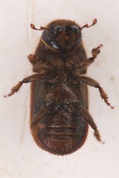 Dendroctonus valens by (c) Trevor Van Loon, some rights reserved (CC BY), uploaded by Trevor Van Loon. Used under a CC-BY license.