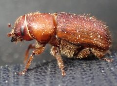 Dendroctonus valens by (c) Cricket Raspet, some rights reserved (CC BY), uploaded by Cricket Raspet. Used under a CC-BY license.