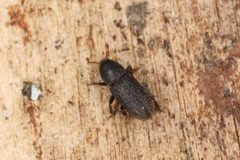 Hylastes opacus by (c) Donald Hobern, some rights reserved (CC BY). Used under a CC-BY license.
