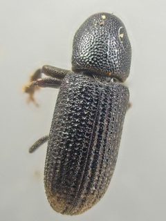Hylastes gracilis by (c) Trevor Van Loon, some rights reserved (CC BY), uploaded by Trevor Van Loon. Used under a CC-BY license.