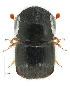 Cnestus by (c) Landcare Research New Zealand Ltd, some rights reserved (CC BY). Used under a CC-BY license.
