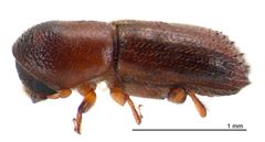 Xyleborinus by (c) 
Landcare Research New Zealand Ltd., some rights reserved (CC BY). Used under a CC-BY license.