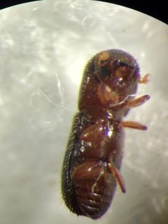 Xyleborinus by (c) Michele Jones, some rights reserved (CC BY), uploaded by Michele Jones. Used under a CC-BY license.
