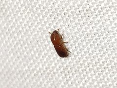 Xyleborus volvulus by (c) Arturo Santos, some rights reserved (CC BY), uploaded by Arturo Santos. Used under a CC-BY license.