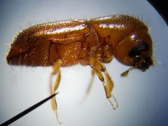 Xyleborus volvulus by (c) Arturo Santos, some rights reserved (CC BY), uploaded by Arturo Santos. Used under a CC-BY license.