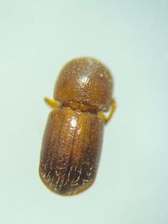 Xylosandrus germanus by (c) Emily Franzen, some rights reserved (CC BY), uploaded by Emily Franzen. Used under a CC-BY license.