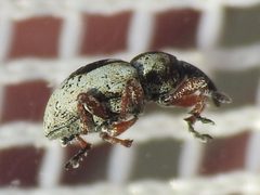 Smicronyx centralis by (c) Sam Kieschnick, some rights reserved (CC BY), uploaded by Sam Kieschnick. Used under a CC-BY license.