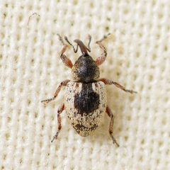 Smicronyx centralis by (c) Justin Williams, some rights reserved (CC BY), uploaded by Justin Williams. Used under a CC-BY license.