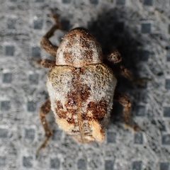 Sternechus paludatus by (c) Sue Carnahan, some rights reserved (CC BY), uploaded by Sue Carnahan. Used under a CC-BY license.