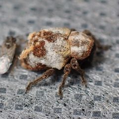 Sternechus paludatus by (c) Sue Carnahan, some rights reserved (CC BY), uploaded by Sue Carnahan. Used under a CC-BY license.