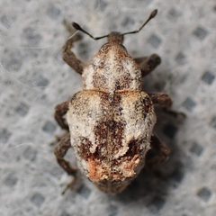 Sternechus paludatus by (c) Sue Carnahan, some rights reserved (CC BY), uploaded by Sue Carnahan. Used under a CC-BY license.