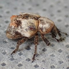 Sternechus paludatus by (c) Sue Carnahan, some rights reserved (CC BY), uploaded by Sue Carnahan. Used under a CC-BY license.