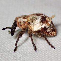 Sternechus paludatus by (c) Sue Carnahan, some rights reserved (CC BY), uploaded by Sue Carnahan. Used under a CC-BY license.