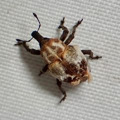 Sternechus paludatus by (c) Sue Carnahan, some rights reserved (CC BY), uploaded by Sue Carnahan. Used under a CC-BY license.